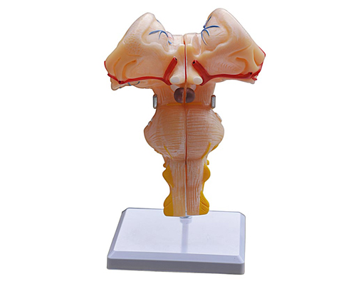 �X�ɷŴ�ģ��