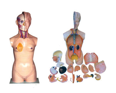 Ů���^���i���|��ģ��