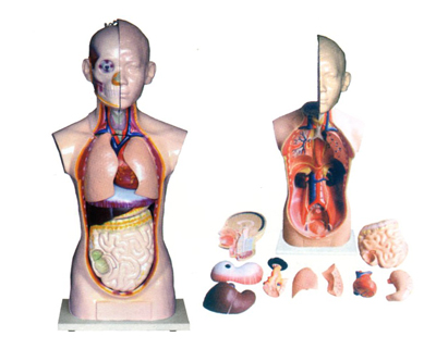 ���w�^���i���|��ģ��