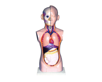 ���w�^���i���|��ģ��