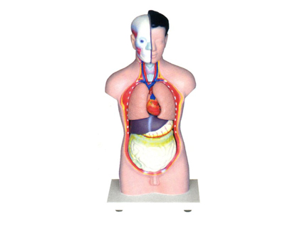 ���w�^���i���|��ģ��