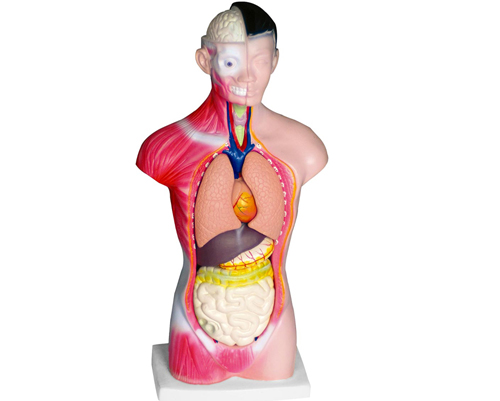 ���w�^���i���|��ģ��