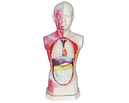 �o(w��)�����^�������|��ģ��