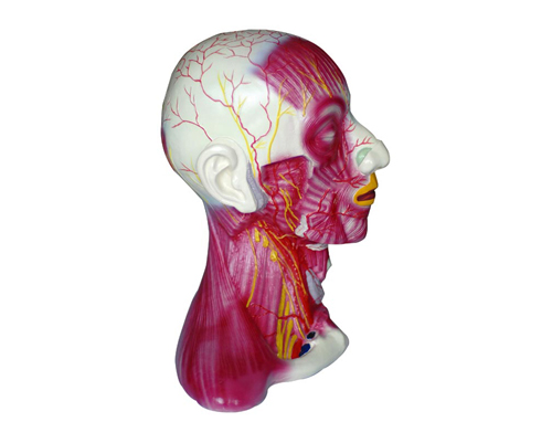 �i���ЌӼ���Ѫ����(j��ng)ģ�� 