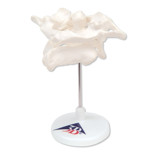 h(hun)׵͘׵Mڿɲж