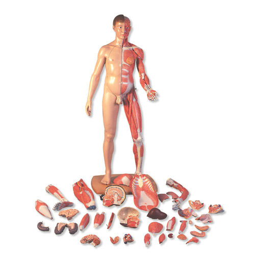 3B Scientific˴Сԁwģ39