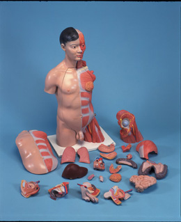 ���A�̓��ԁ����ˎ�������|��ģ����33����