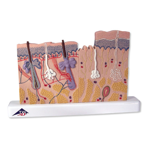 Ƥ�w����ģ������(sh��)���40��