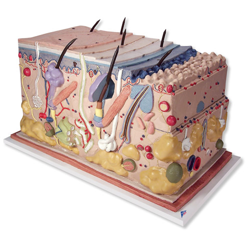 Ƥ�w���K�� ģ������(sh��)���70��