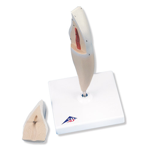 ���M���X�� 2����